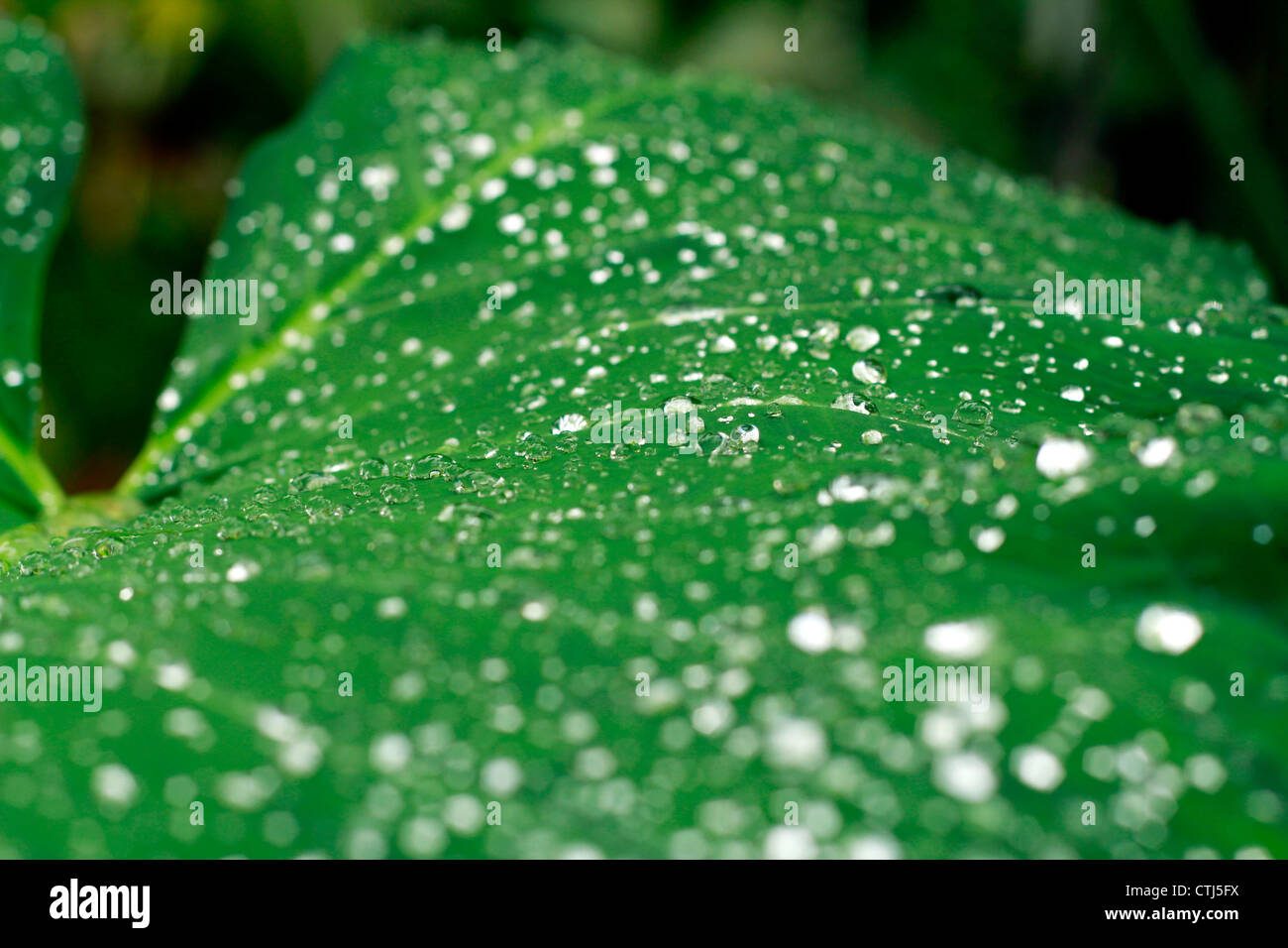 The morning shower leaving a beautiful parttern on arrowleaf; also called the elephant ear leaf Stock Photo