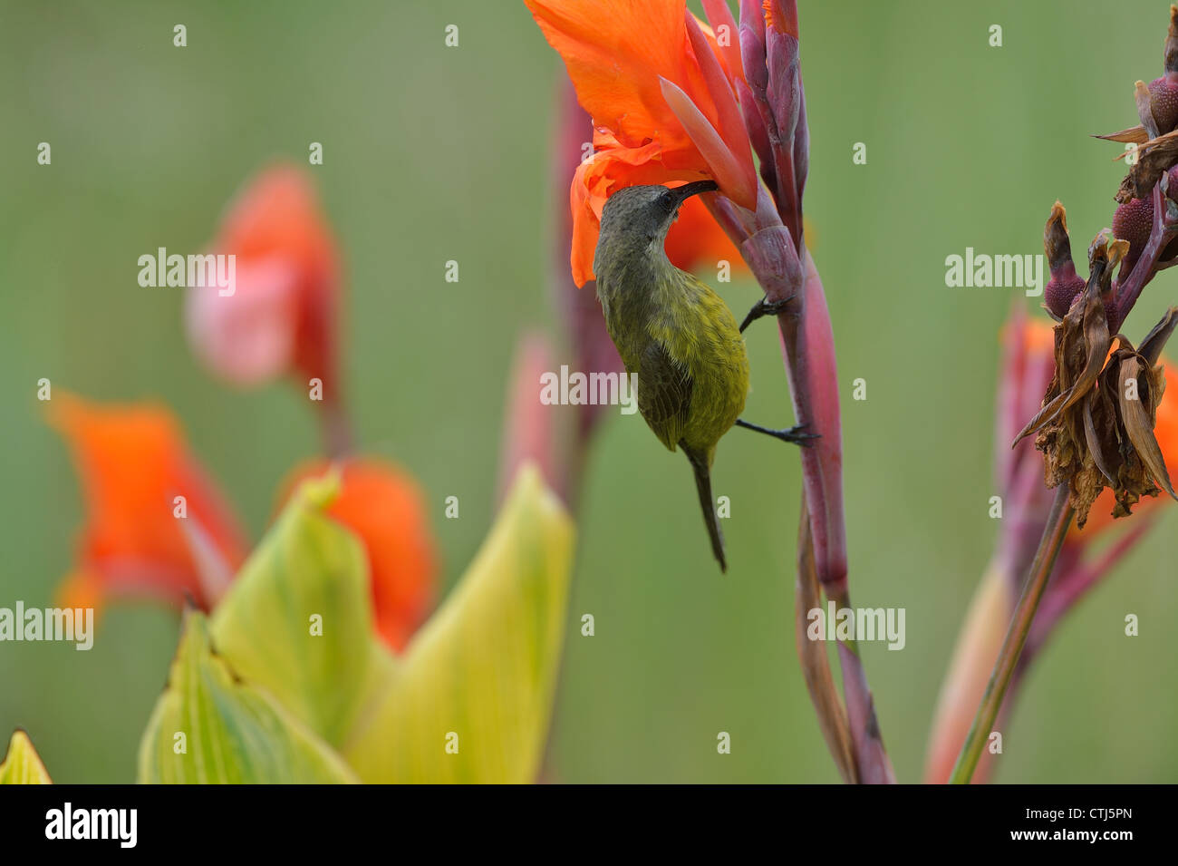 Bronze Sunbird - Bronzy Sunbird (Nectarinia kilimensis) female looking for nectar on a flower Soysambu sanctuary Stock Photo