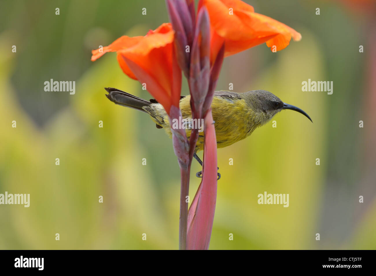 Bronze Sunbird - Bronzy Sunbird (Nectarinia kilimensis) female looking for nectar on a flower Soysambu sanctuary Stock Photo