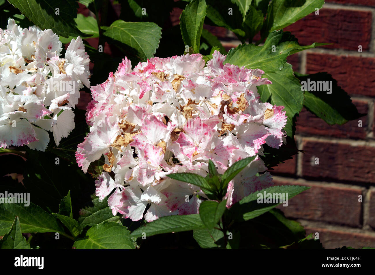 HYDRANGEA, HORTENSIA, MOP HEAD, POMPOM Stock Photo Alamy