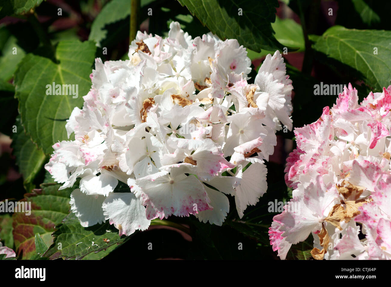 HYDRANGEA, HORTENSIA, MOP HEAD, POMPOM Stock Photo Alamy