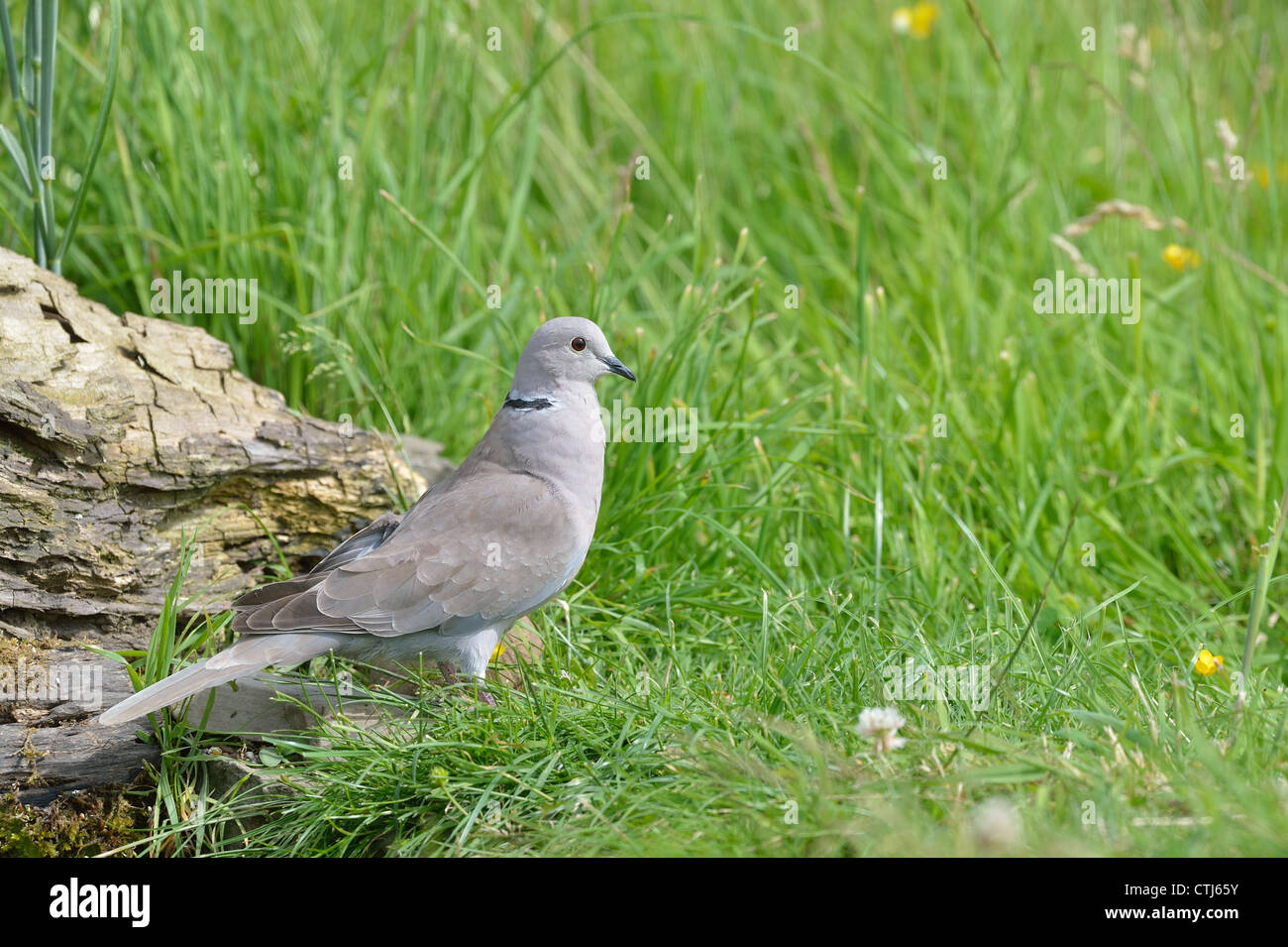 Eurasian collared dove Collared turtledove (Streptopelia decaocto) looking for food in the