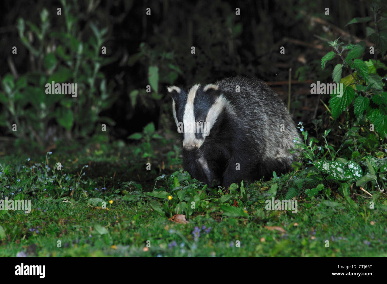 A badger in a garden UK Stock Photo