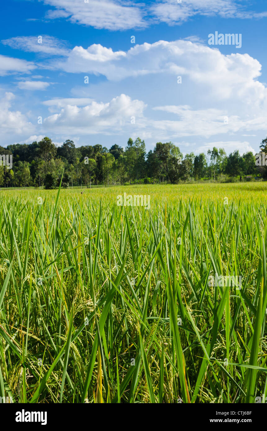 Rice field and blue sky in farmland food of Asia Stock Photo - Alamy