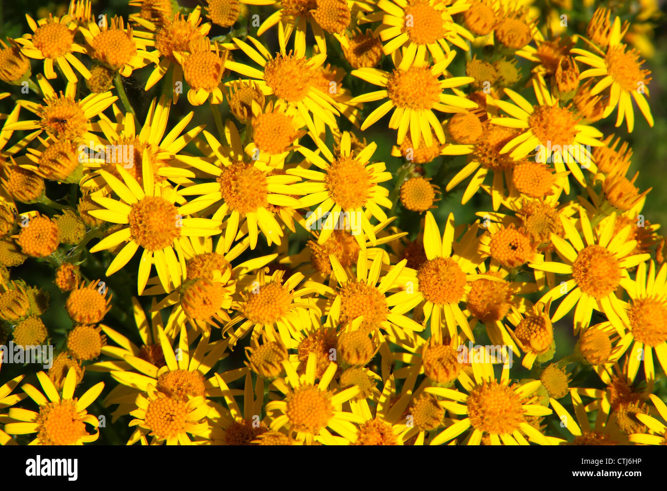 Wild Ragwort in summer Stock Photo - Alamy
