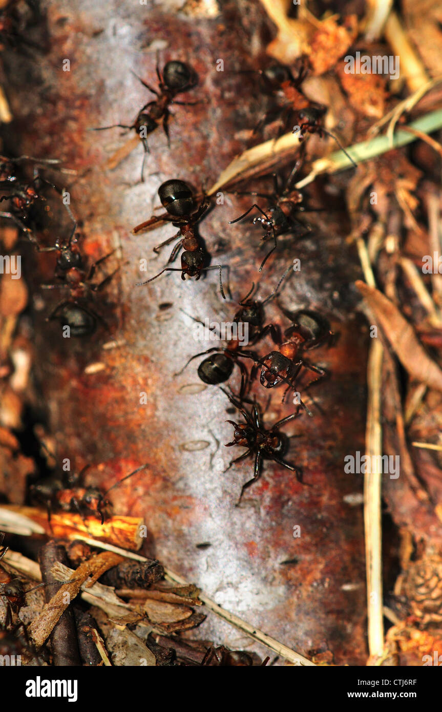 A nest of wood ants UK Stock Photo