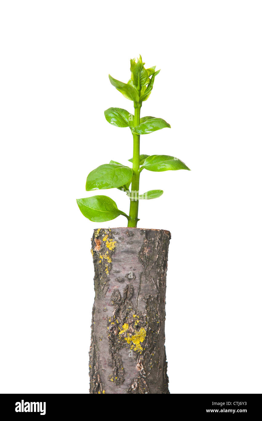 Young tree seedling grow from old stump Stock Photo