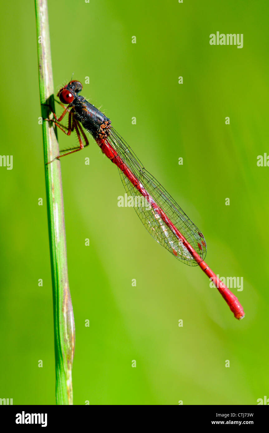 A small red damselfly at rest on a reed UK Stock Photo - Alamy