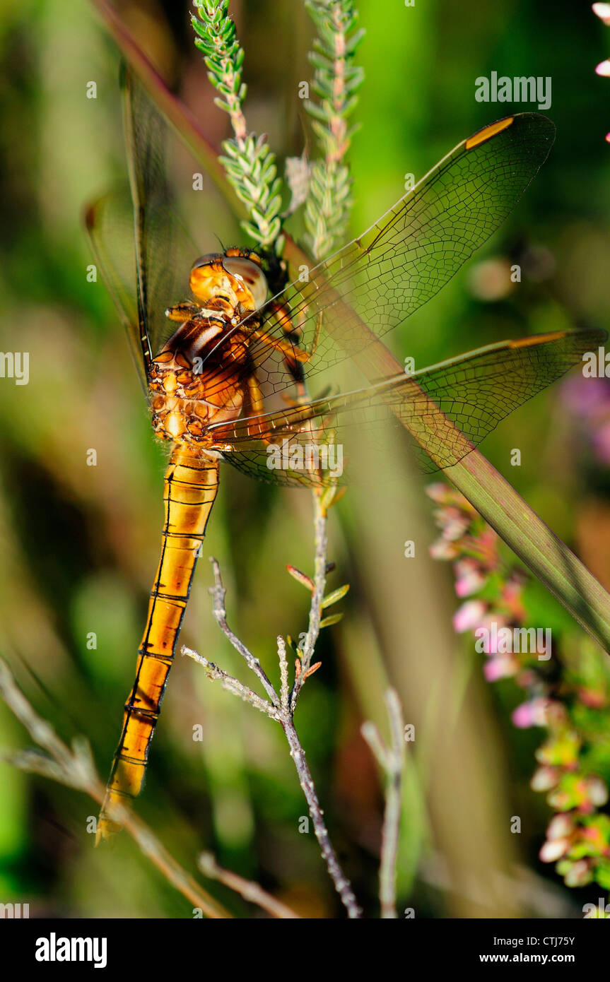 A keeled skimmer dragonfly at rest UK Stock Photo