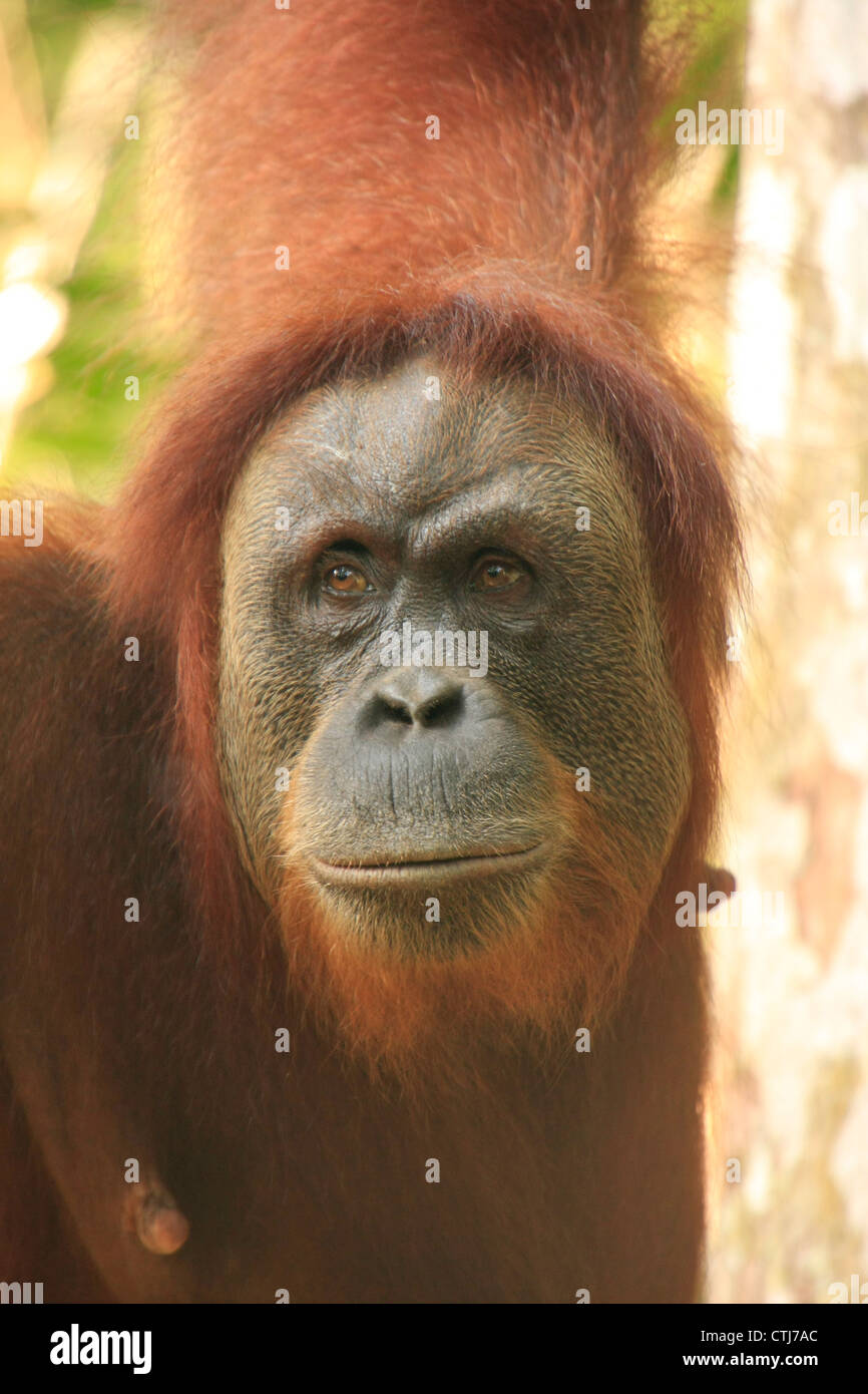 Portrait of female orangutan (Pongo abelii), Sumatra, Indonesia Stock Photo