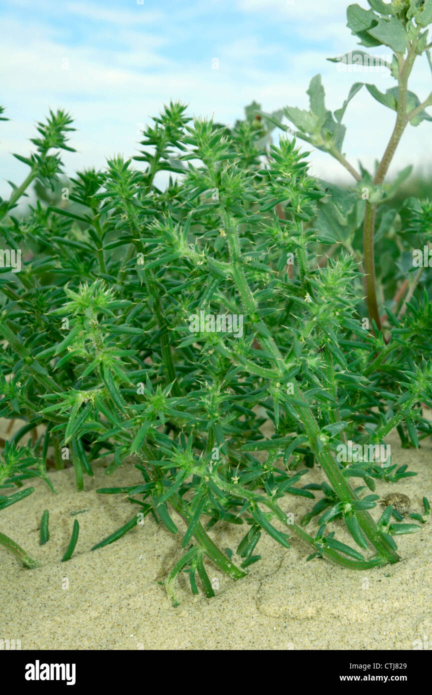 PRICKLY SALTWORT Salsola kali (Chenopodiaceae) Stock Photo