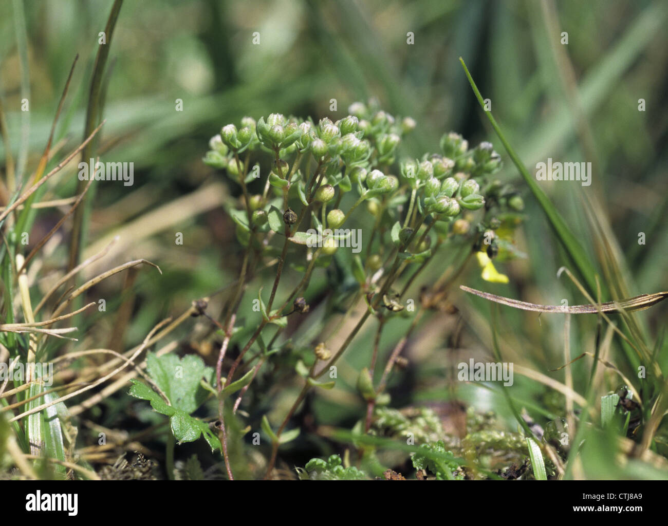 ALLSEED Radiola linoides (Linaceae) Stock Photo