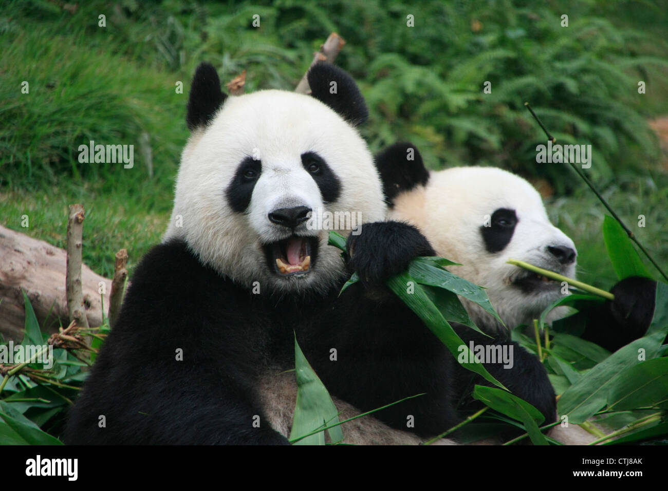 Giant panda bears eating bamboo (Ailuropoda Melanoleuca), China Stock Photo