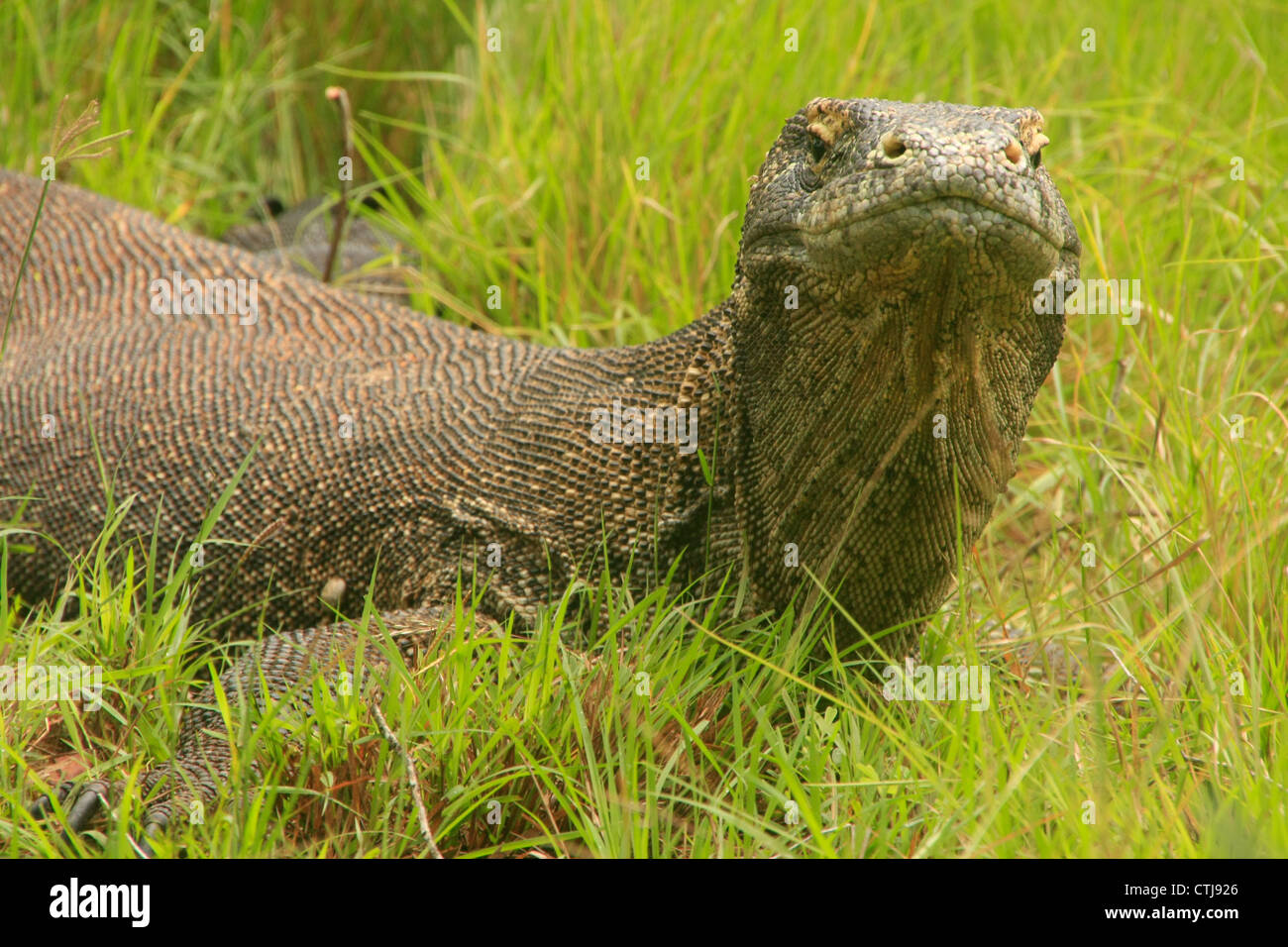 Komodo, indonesia dragon hires stock photography and images Alamy