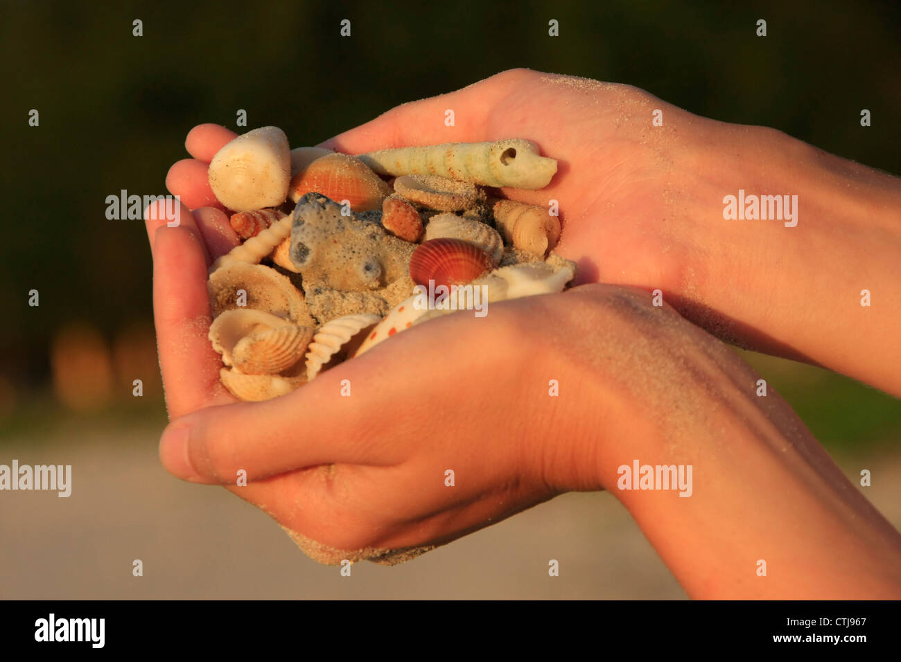 Hands holding sea shells Stock Photo