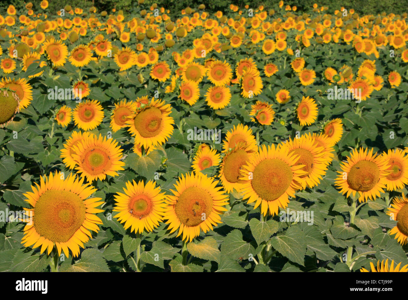Field of sunflowers Stock Photo - Alamy