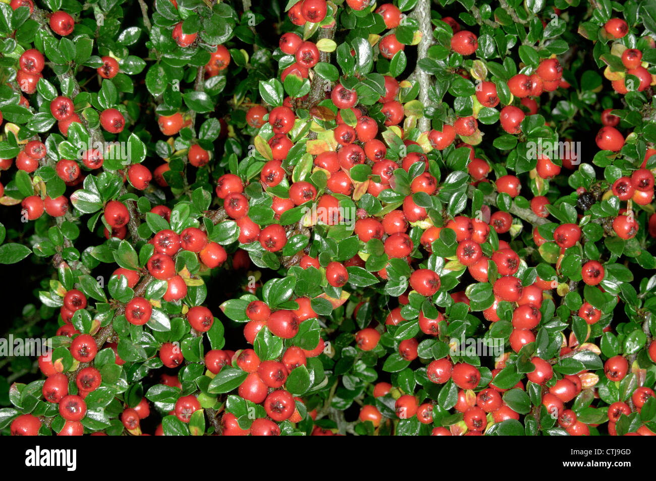 WALL COTONEASTER Cotoneaster horizontalis (Rosaceae) Stock Photo