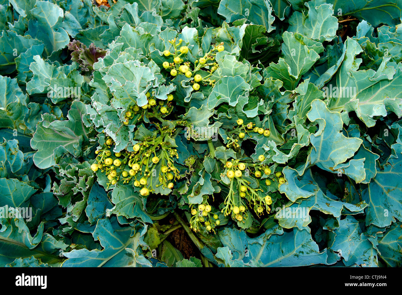 Crambe Maritime ,Sea Kale Stock Photo Alamy
