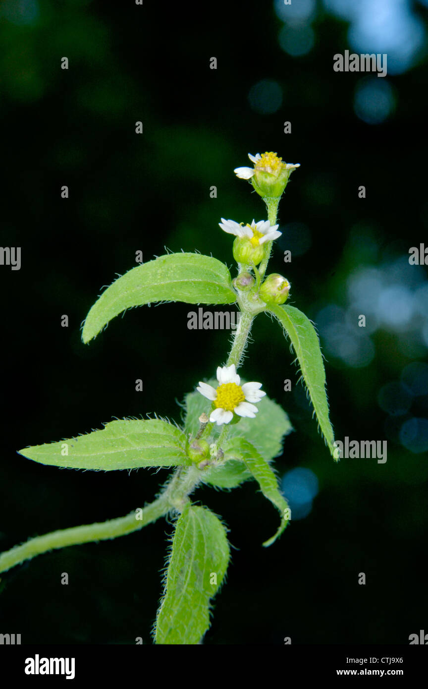 GALLANT-SOLDIER Galinsoga parviflora Stock Photo