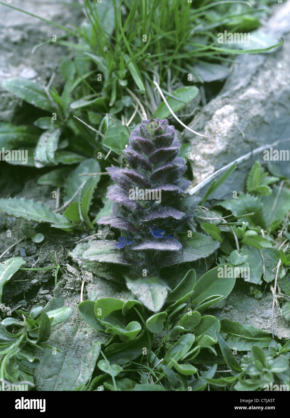 PYRAMIDAL BUGLE Ajuga pyramidalis (Lamiaceae) Stock Photo