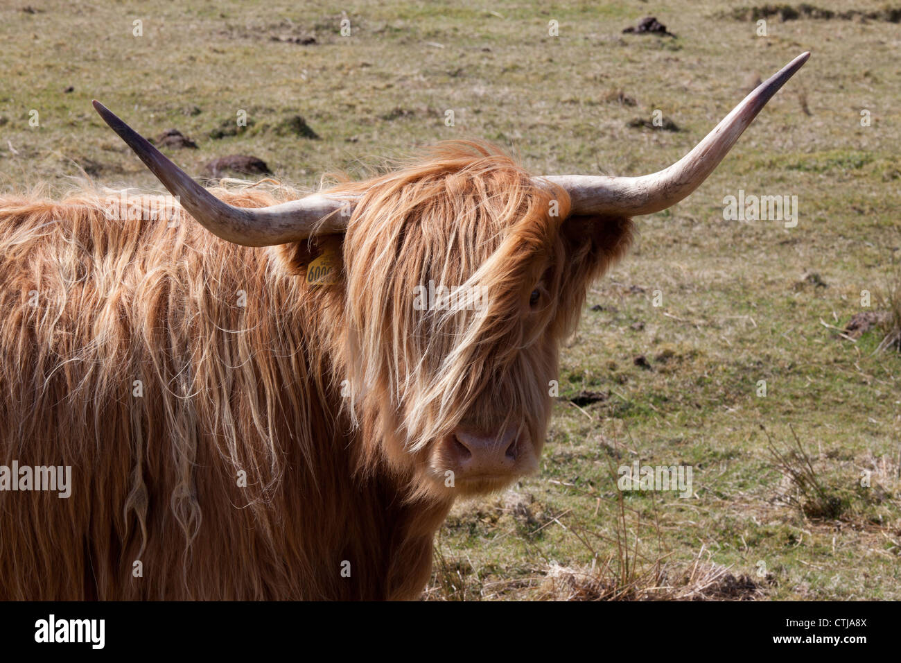 Highland cow near Tobermory on Isle of Mull Stock Photo - Alamy