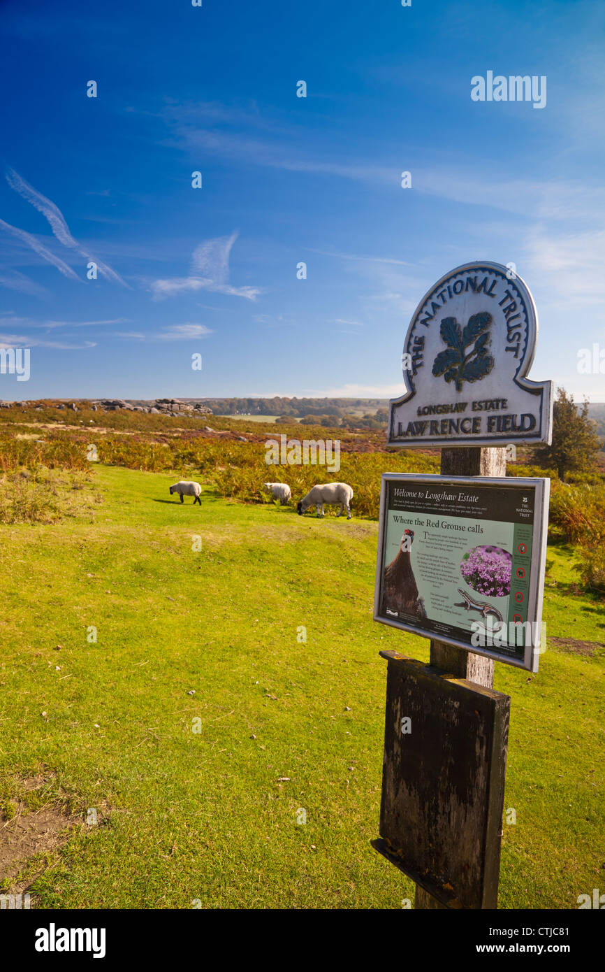 Grazing sheep in Lawrence Field part of the National Trust's Longshaw
