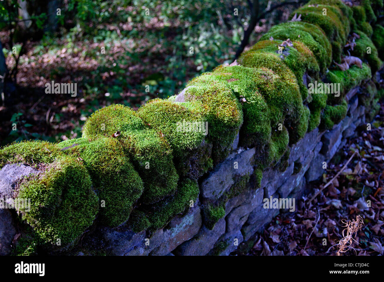 A moss covered stone wall at Fox House near Sheffield in the Peak
