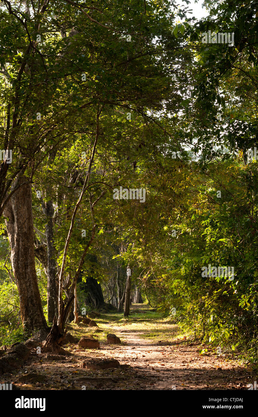 Dappled sunlight on shady forest walk, early morning on the walls of Angkor Thom near Victory Gate, Angkor, Siem Reap, Cambodia Stock Photo