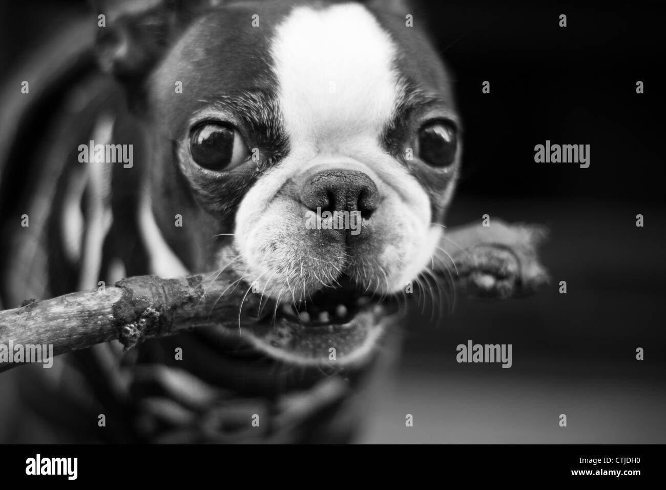 LIttle Dog with a Stick Stock Photo Alamy