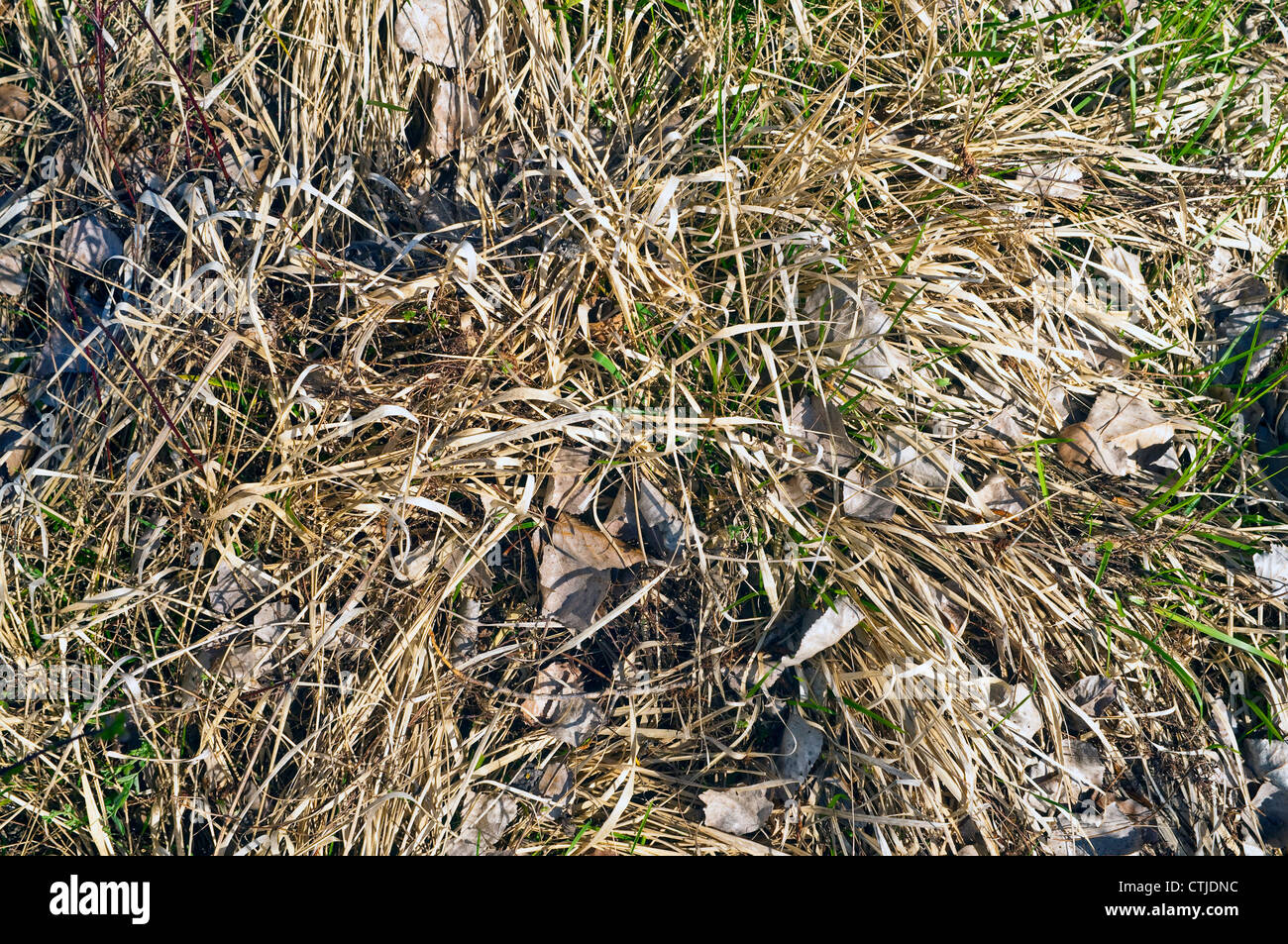 Dead, dried grass - France Stock Photo - Alamy