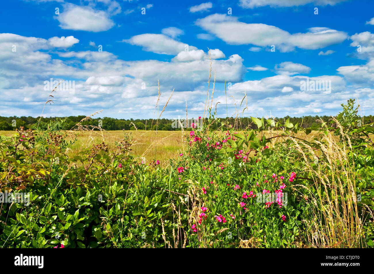 Broadleaved Everlasting Pea (Lathyrus latifolius) at edge of field of