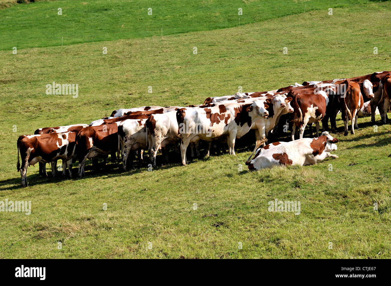 cattle grazing Sancy range Puy de Dome Auvergne  Massif Cenral France Stock Photo