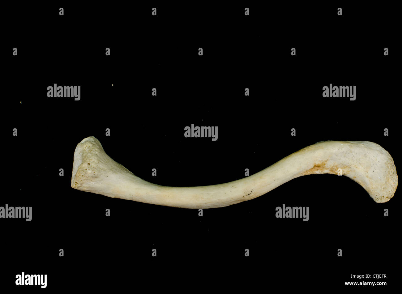 Human Collar Bone High Resolution Stock Photography and Images Alamy