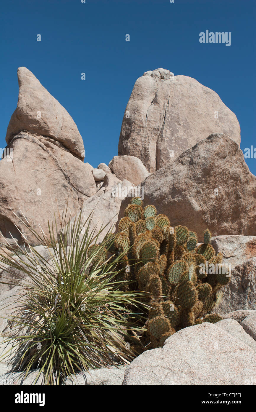 Yucca Plant And Cactus In Rounded Rock Formations With Blue Sky; Palm