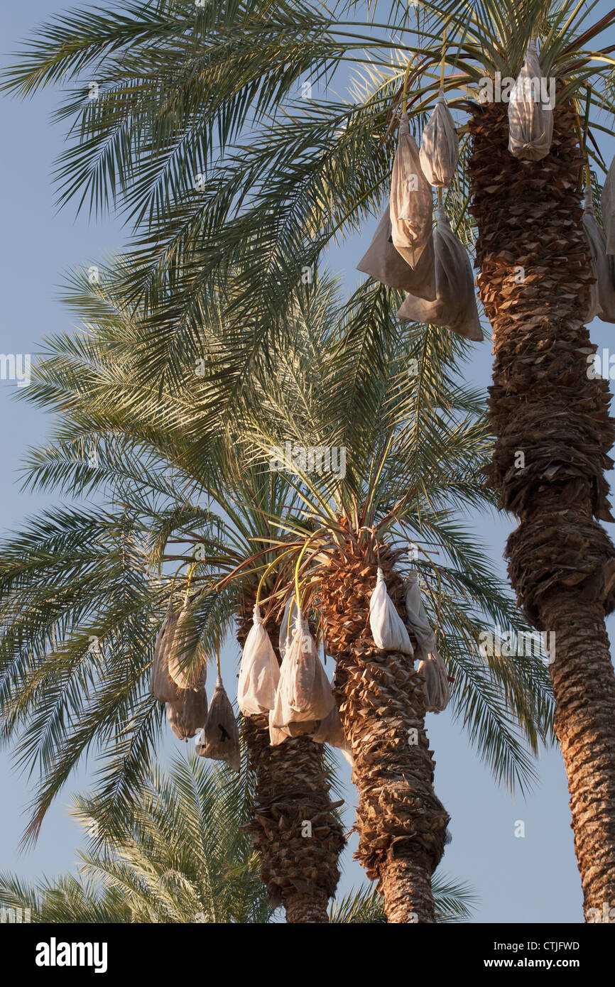 Date Trees With Covered Sacks On Date Clusters; Palm Springs