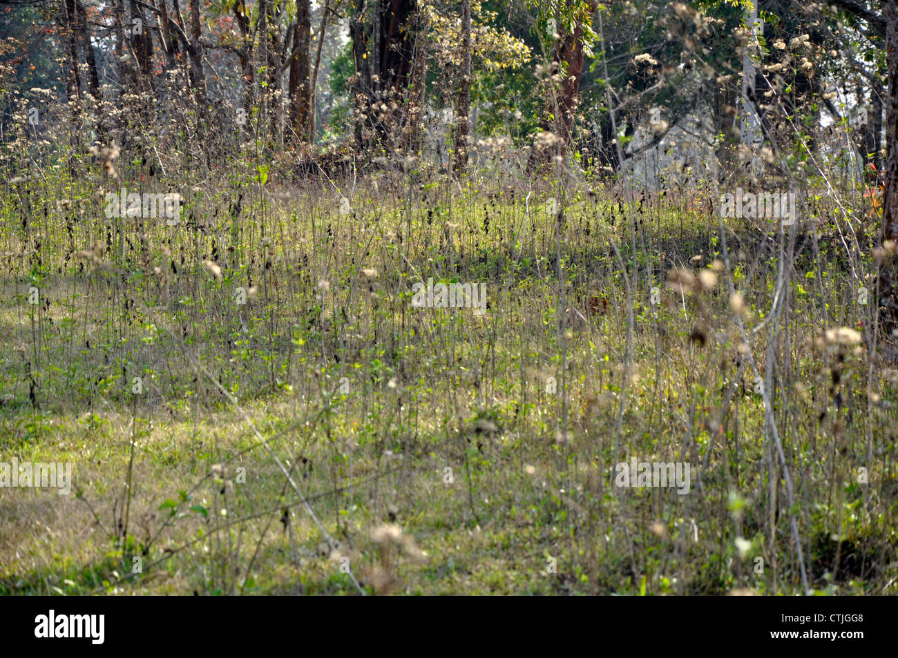 Dry grass background Stock Photo