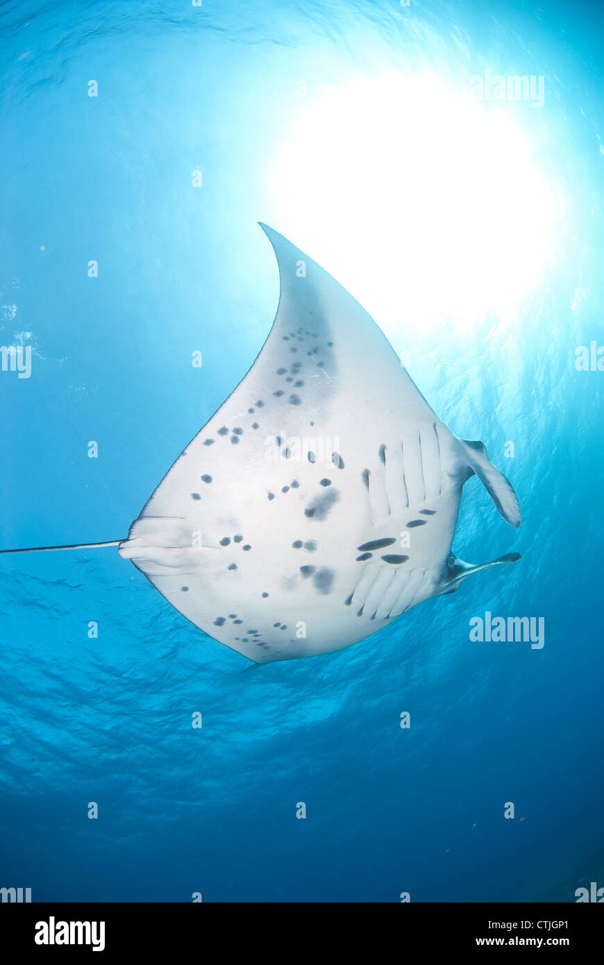 Manta swimming in blue water with sun in the background. Taken In Komodo National Park Stock Photo