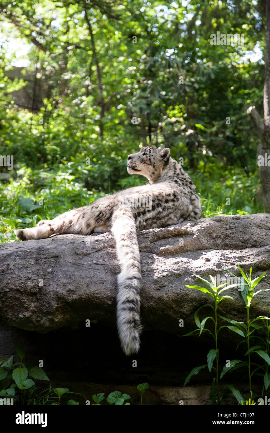 The Bronx Zoo, Snow Leopard Natural Habitat, Wildlife Conservation