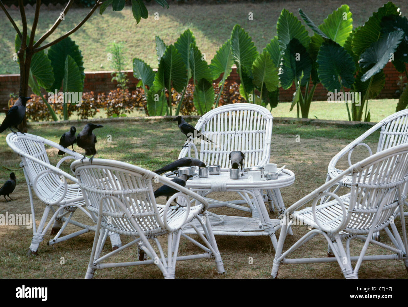 Ravens snack at outdoor tourist restaurant seating area, Agra, India Stock Photo