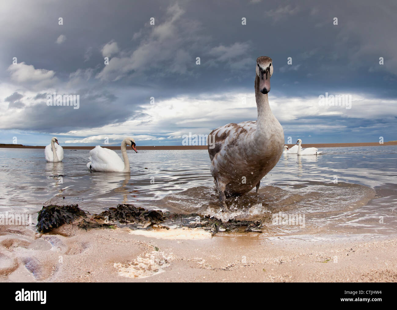 A Duck And Swans In The Shallow Water Along The Coast; Northumberland, England Stock Photo