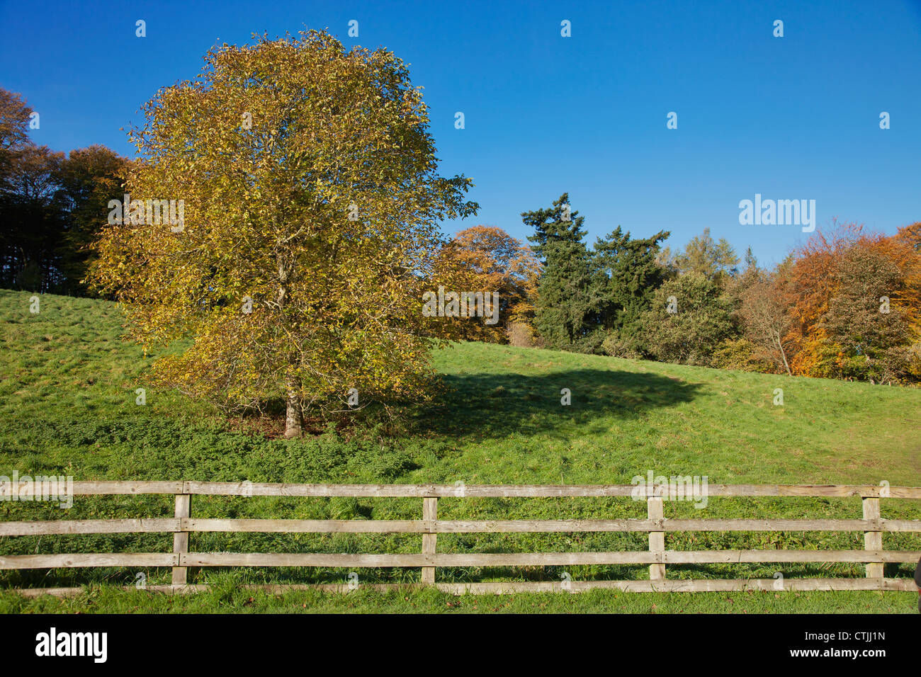 A Wooden Rail Fence With Trees In Autumn Colours; Scottish Borders, Scotland Stock Photo