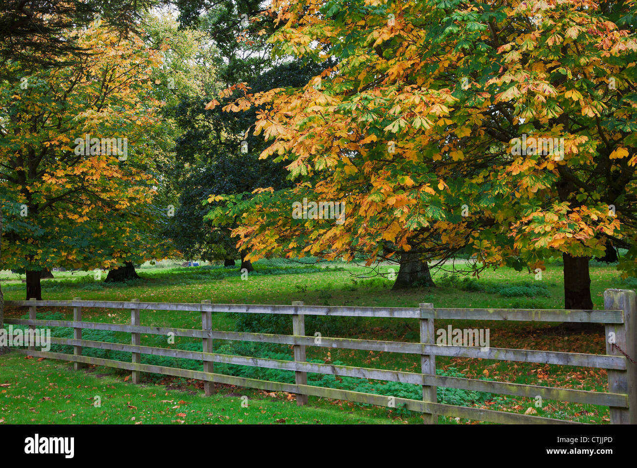Wooden Rail Fence With Trees In Autumn Colours; Scottish Borders, Scotland Stock Photo
