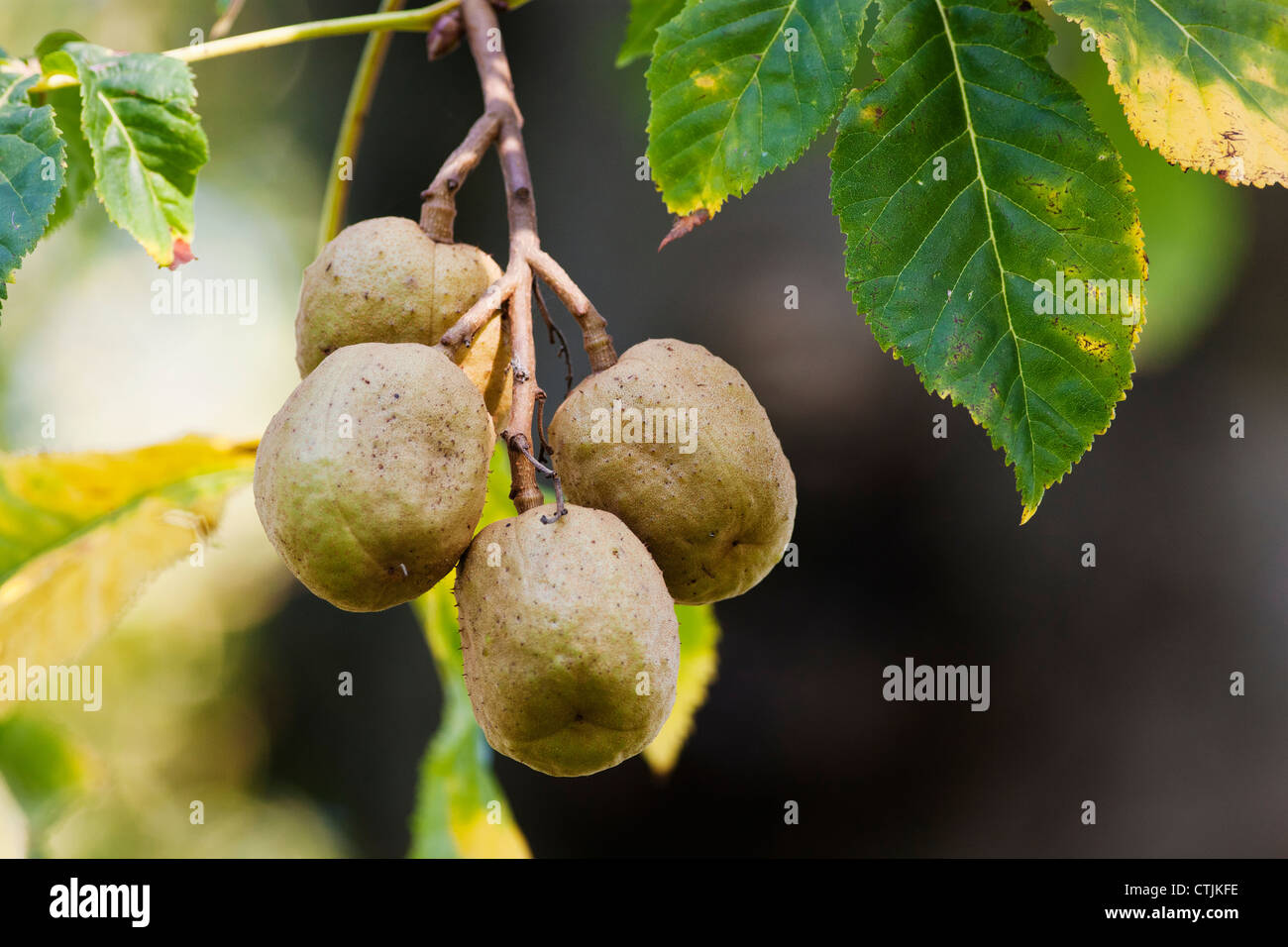 Fruit Growing On A Tree; North Yorkshire, England Stock Photo Alamy