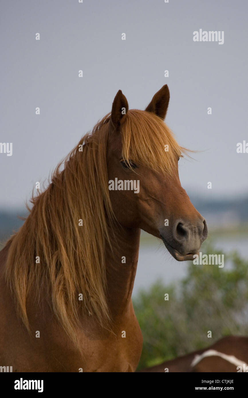 chincoteague horses ponies wild usa island free stock photo