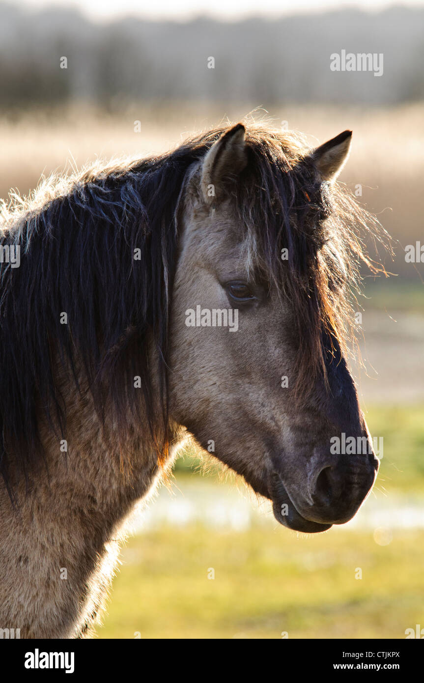 A head and shoulders shot of a Konik horse (Equus caballus gemelli) at RSPB Minsmere, Suffolk. February. Stock Photo