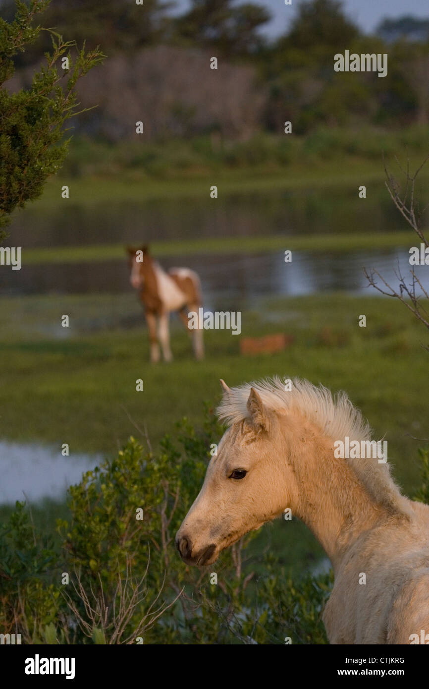 Chincoteague horses ponies wild USA Island Free Stock Photo