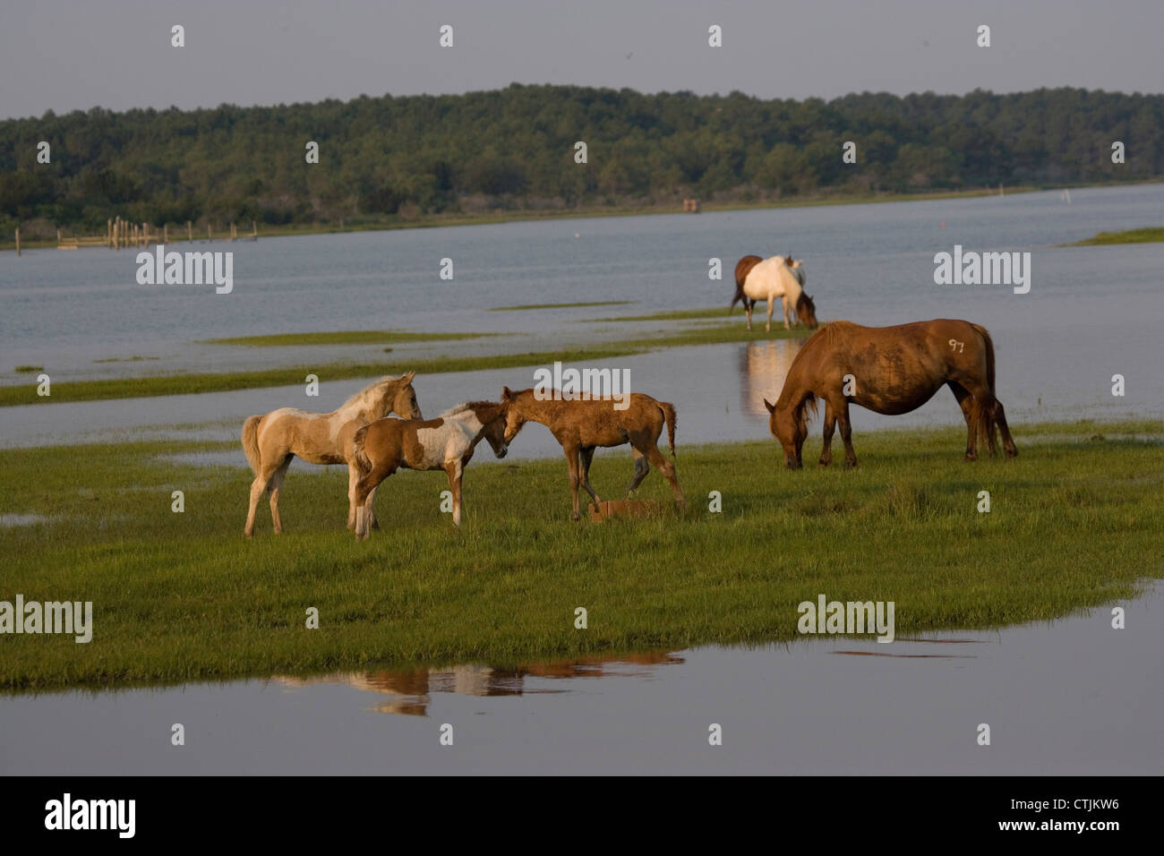 Chincoteague horses ponies wild USA Island Free Stock Photo Alamy