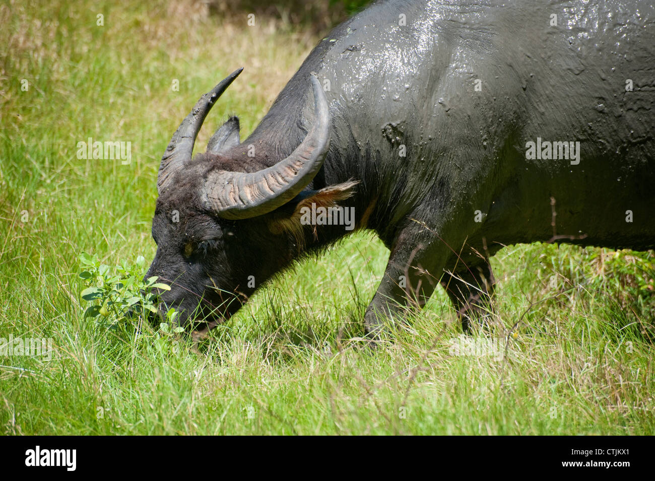 A wild water buffalo grazes on grass on the island of Komodo in the Indonesian archipelago Stock