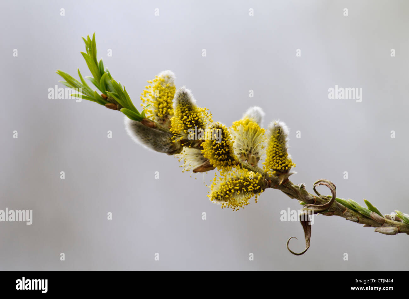 Catkins of the goat willow (Salix caprea) flowering at Blashford Lakes, Hampshire. March. Stock Photo