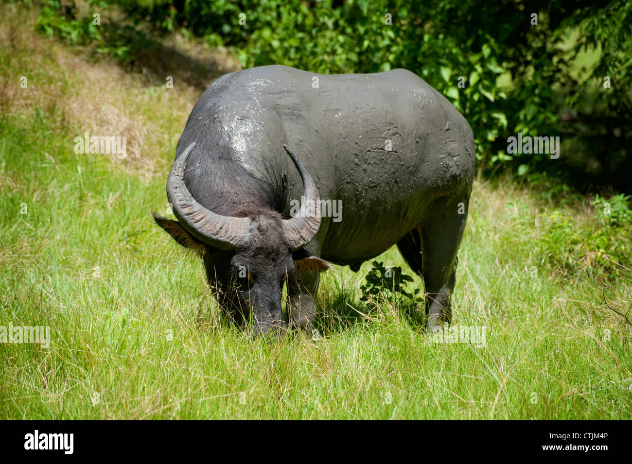 A wild water buffalo grazes on grass on the island of Komodo in the Indonesian archipelago Stock